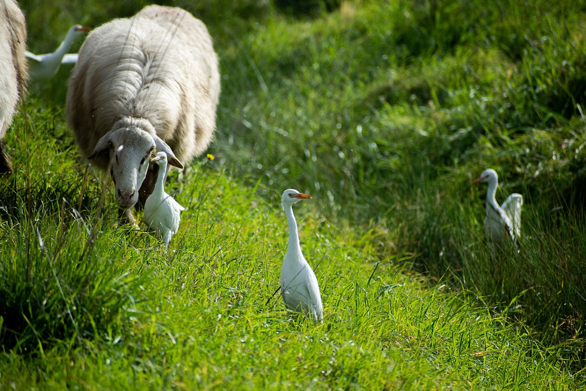 Specie incredibili in un angolo sconosciuto | L'ineguagliabile riserva di Gela e le sue meraviglie nascoste - Foto: Taxiarchis Danelis/Wikipedia