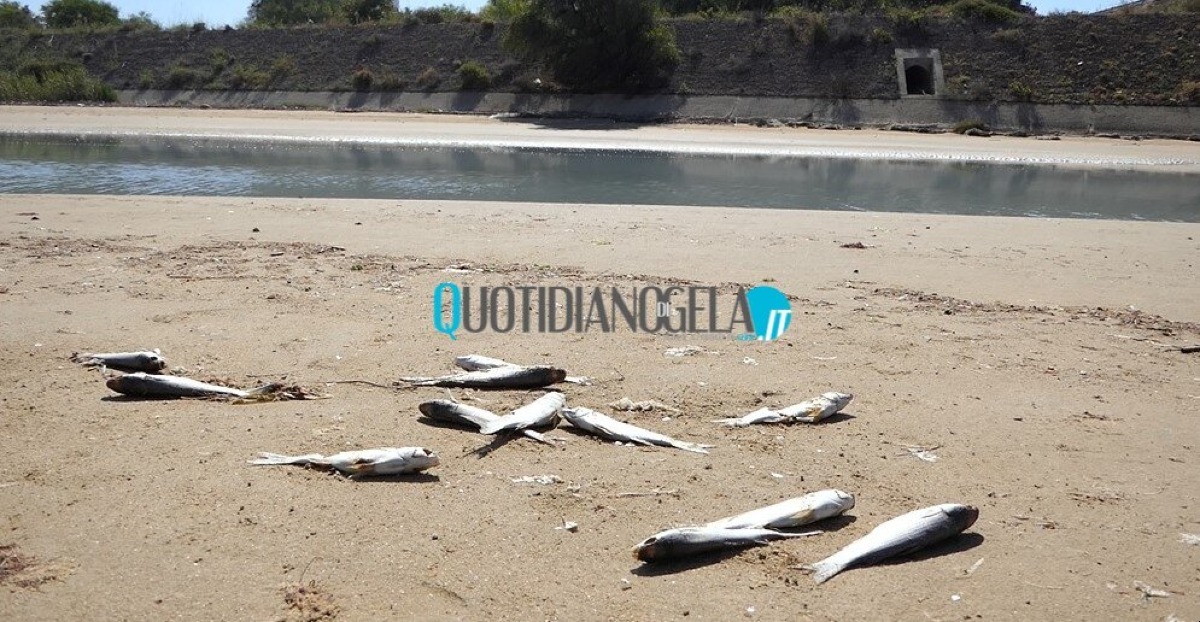Fiume Gela, un'interrogazione al ministro: "Governo si attivi" - 