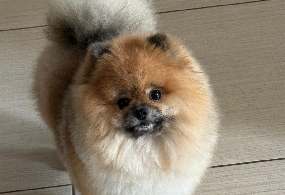 Il cucciolo portato via un anno fa, c'è un imputato per furto: di "Lillo" non si sa più nulla - "Lillo" il cucciolo di Pomerania portato via lo scorso anno