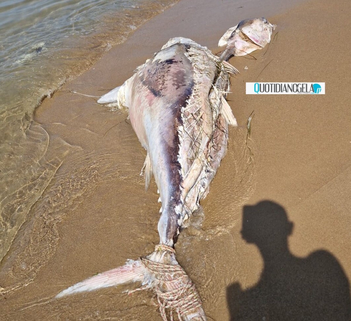 In spiaggia carcasse di pesci, individuate nel tratto tra Macchitella e Montelungo  - Una delle carcasse