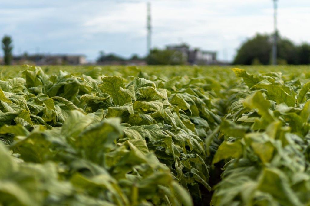 Sigarette illecite in aumento in Ue, Italia modello nel contrasto - 