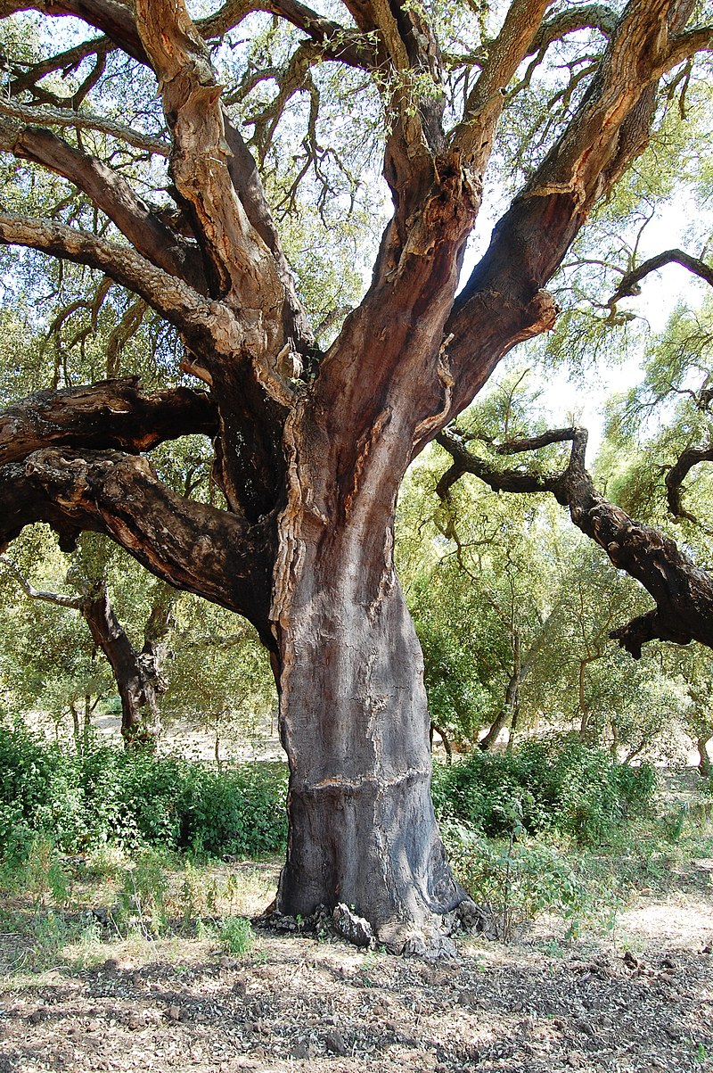Quercia secolare