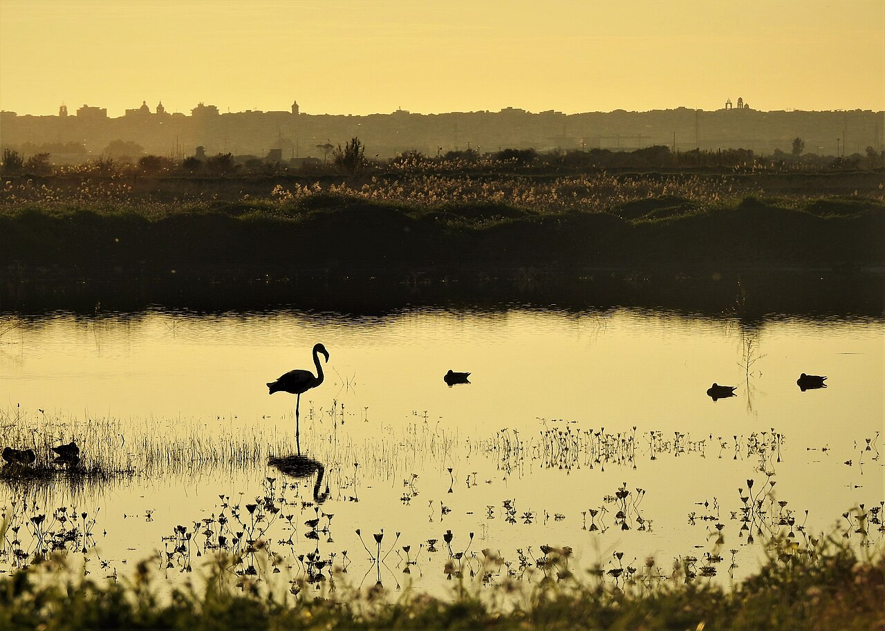 Fenicotteri al tramonto
