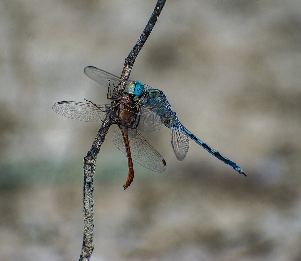 Insetti della riserva