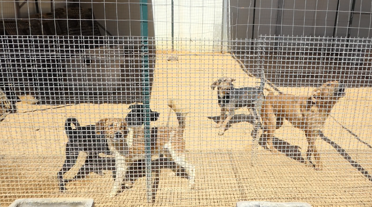 Estate e abbandono animali: un crimine che si ripete -