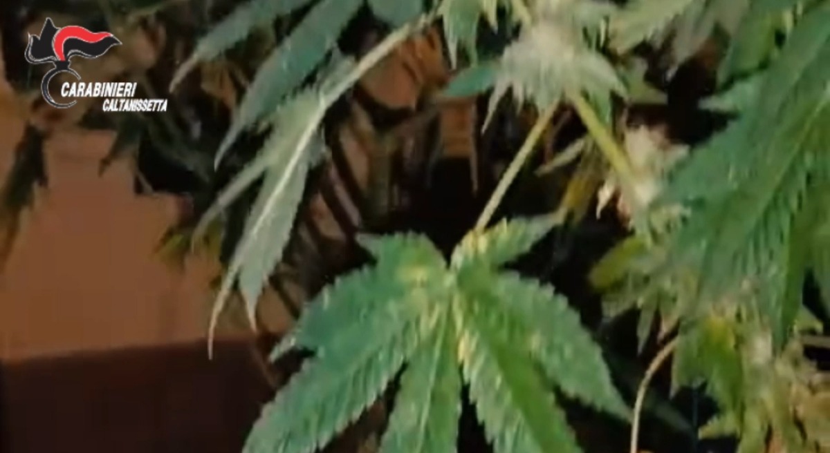 Niscemi: aveva una piantagione di marijuana in casa, arrestato cinquantenne  - 