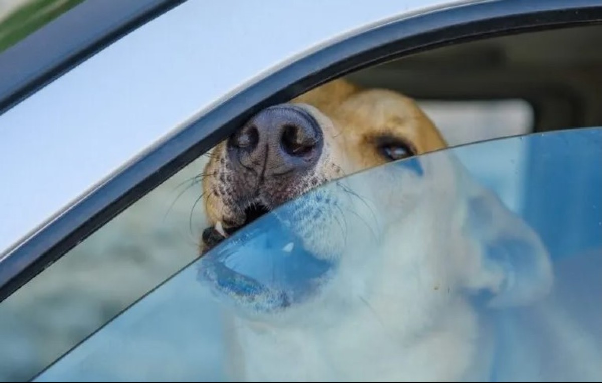 Cane chiuso in auto sotto il sole: volontaria aggredita dal proprietario in pieno centro - 