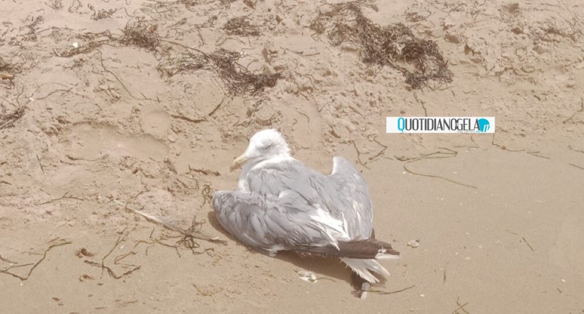 Gabbiano ferito in spiaggia, adesso soccorso: "Tempi lunghi e quasi nessuno risponde" - 