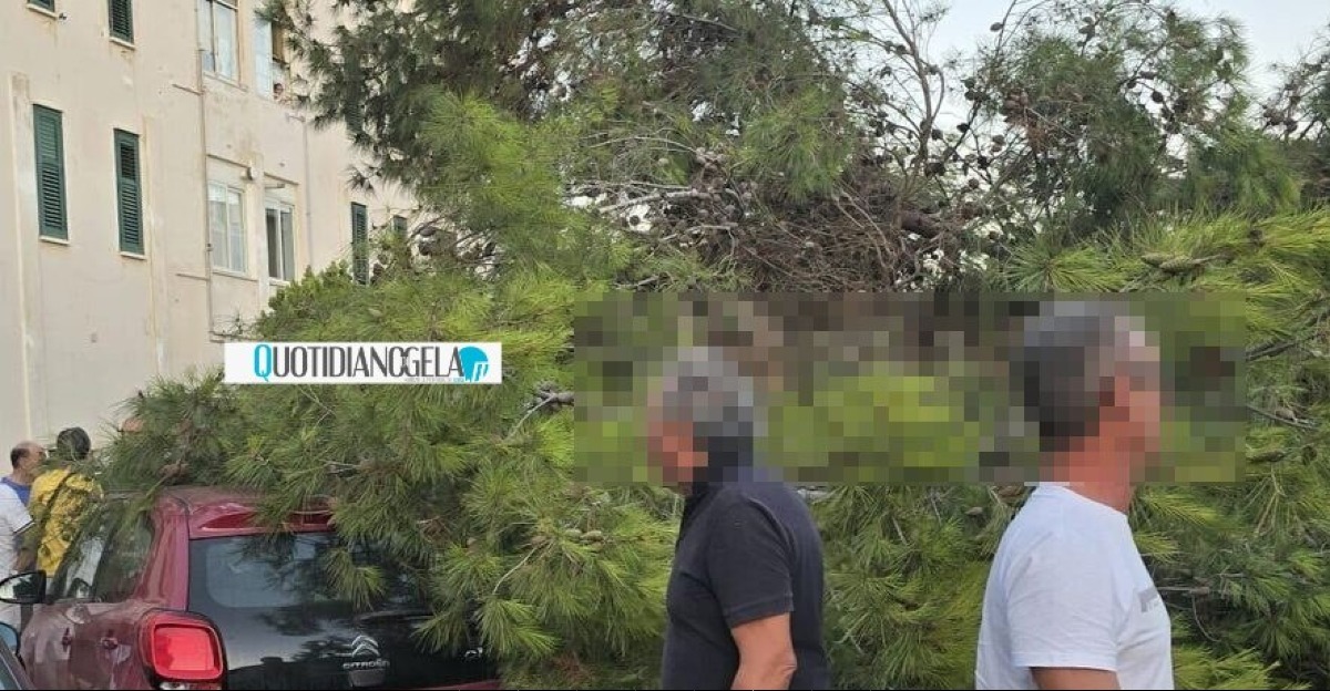 "Albero caduto non presentava criticità": Siragusa, "Ghelas impegnata a Macchitella"