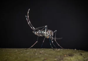 West Nile, al 23 luglio 32 casi di cui 21 in provincia di Latina - 