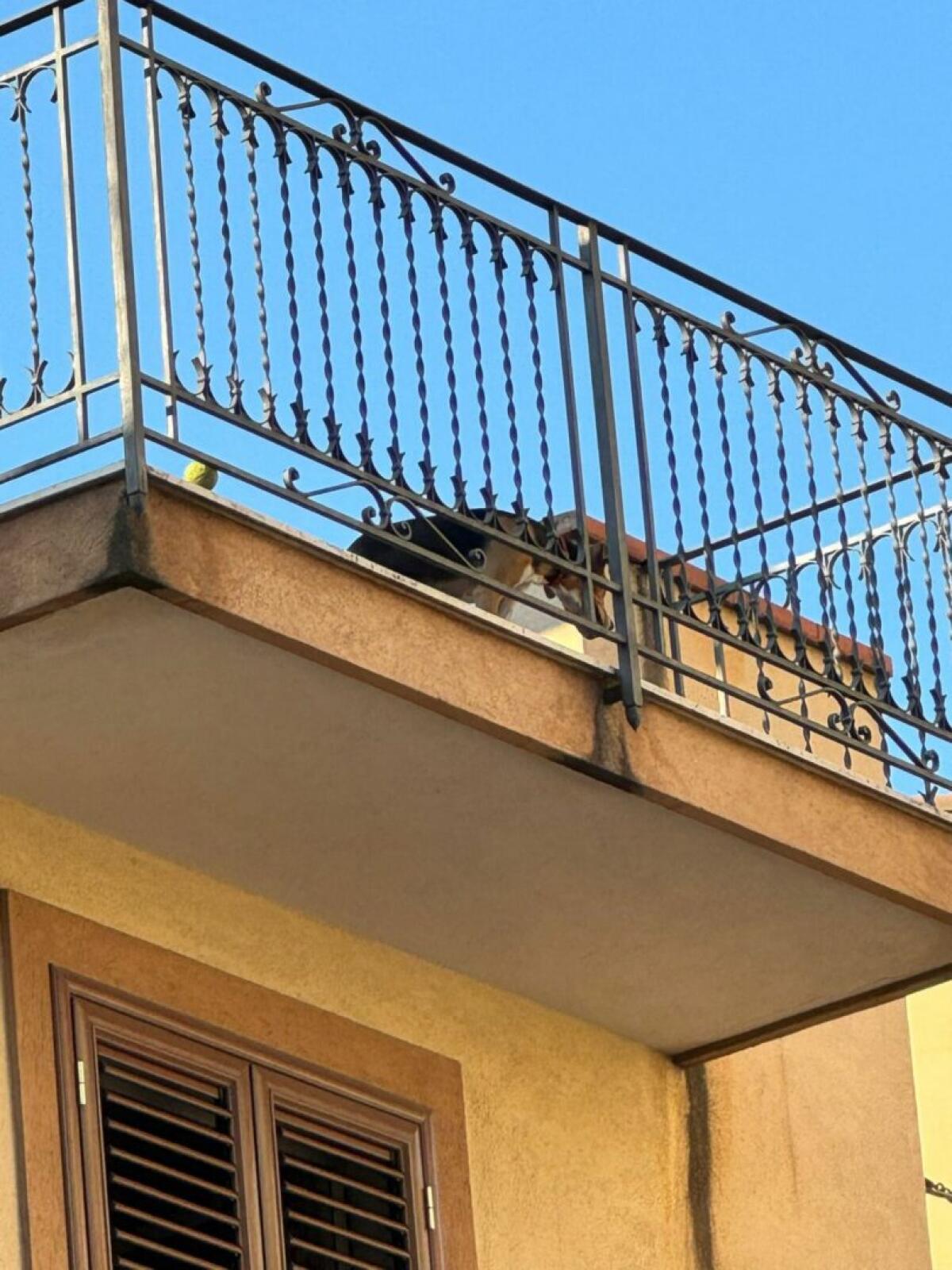 Palermo, intervento del Comune in tutela di un cane esposto al sole -