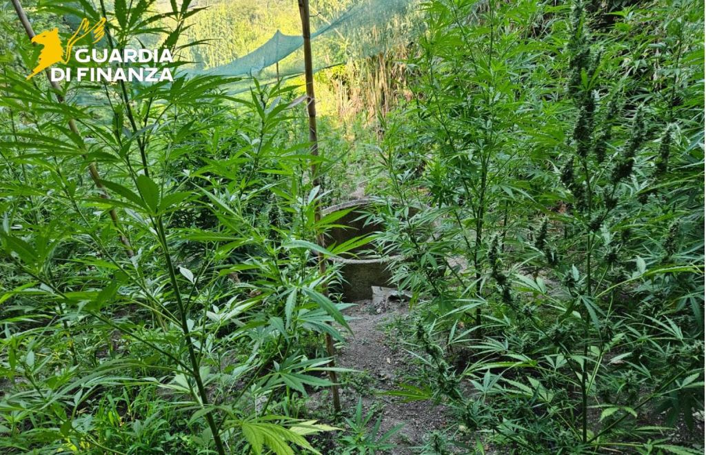 Sequestrate a Vibo Valentia 5,5 tonnellate di marijuana, un arresto -