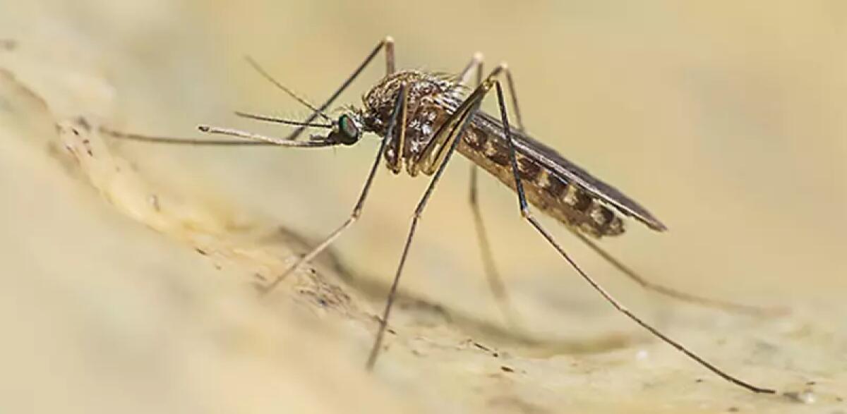 Asp Catania, isolato un caso di West Nile in un cavallo -