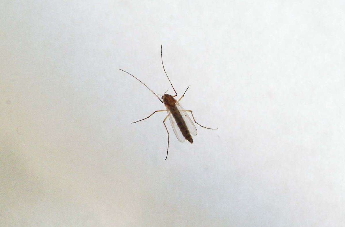 West Nile, Ministero “Monitoraggio e informazioni con il numero 1500” - 