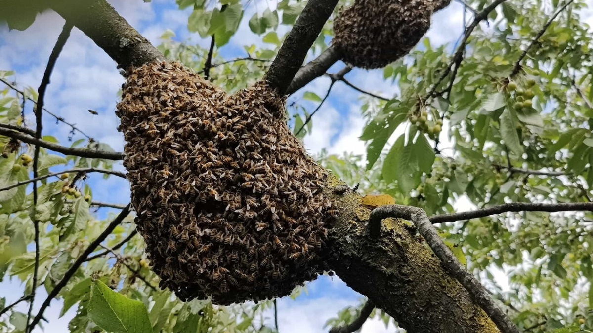 Macchitella, sciame d'api fin dentro l'auto di una famiglia - 
