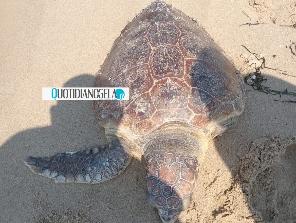 Bulala, tartaruga ritrovata morta in un tratto di spiaggia  - 