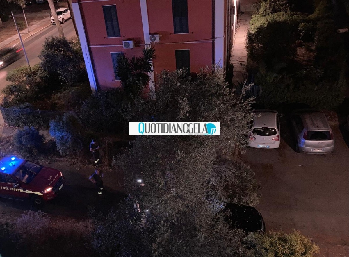 Macchitella, un altro albero caduto: finito su un'auto in via Caviaga  - 