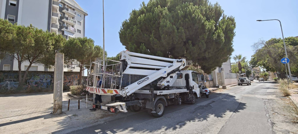 "A Macchitella abbattuti sessanta alberi", Siragusa: "Quelli caduti non erano indicati come pericolosi" - 