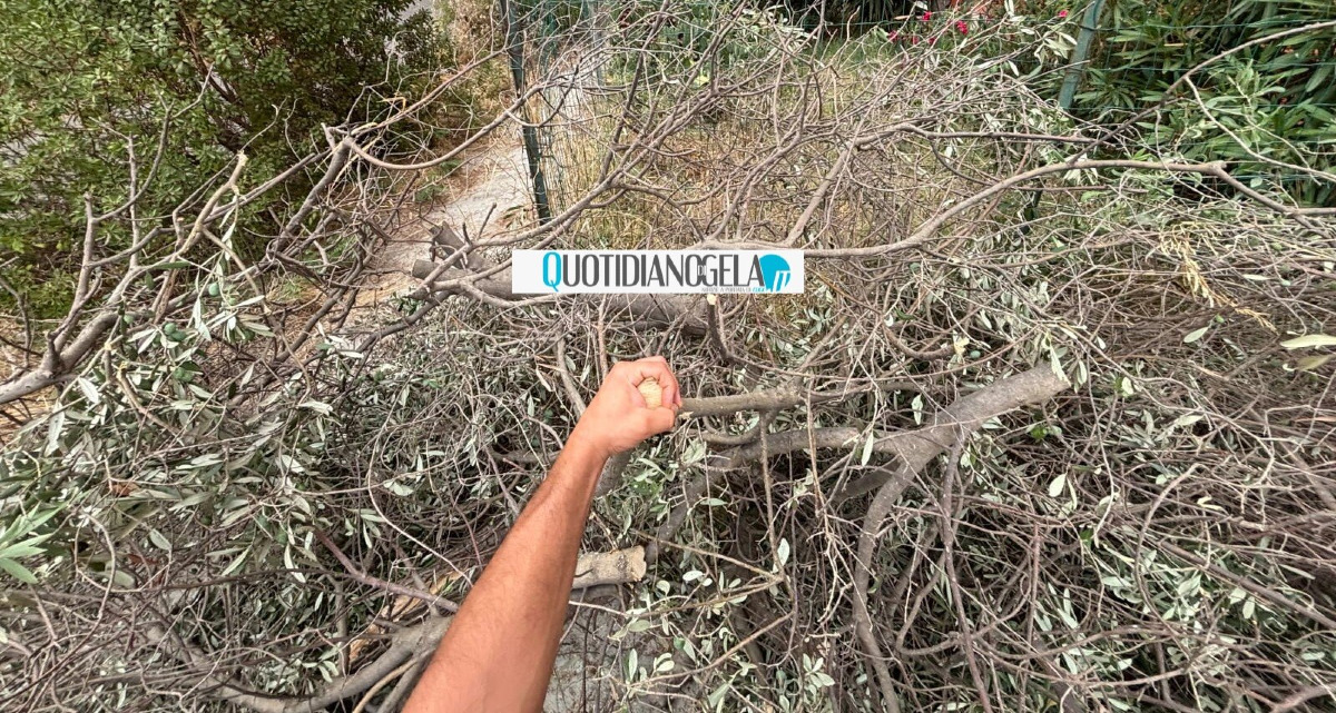 Macchitella, da Ghelas arrivano altre precisazioni: "Ieri caduta ramaglia, non era un albero" - 