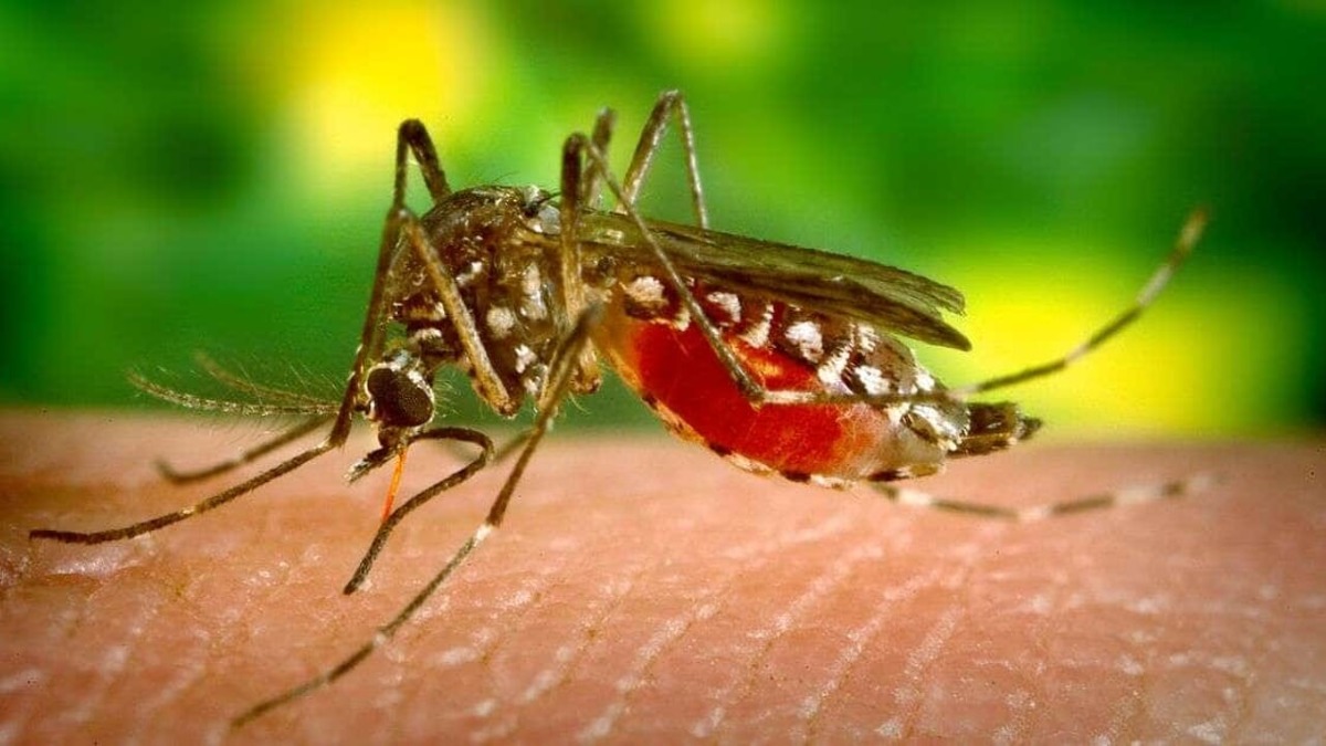 Misure contro il virus West Nile, ordinanza del sindaco  - 