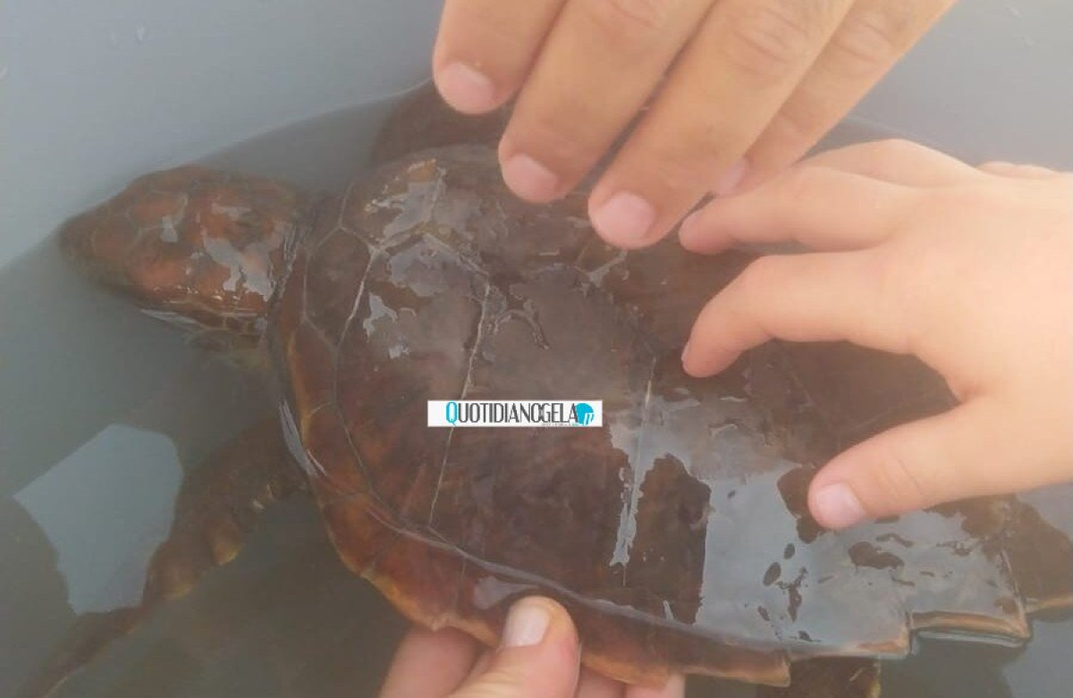 Tartaruga in difficoltà, in spiaggia con un grosso amo in bocca: è stata messa in salvo - 