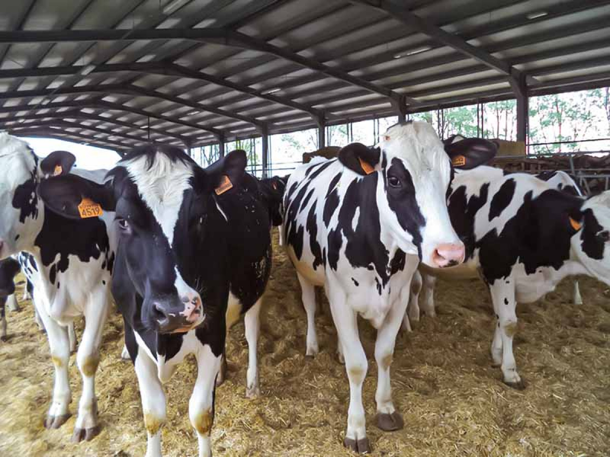 Aziende di allevamento senza acqua, sindaco attiva il Coc: forniture con autobotte - 