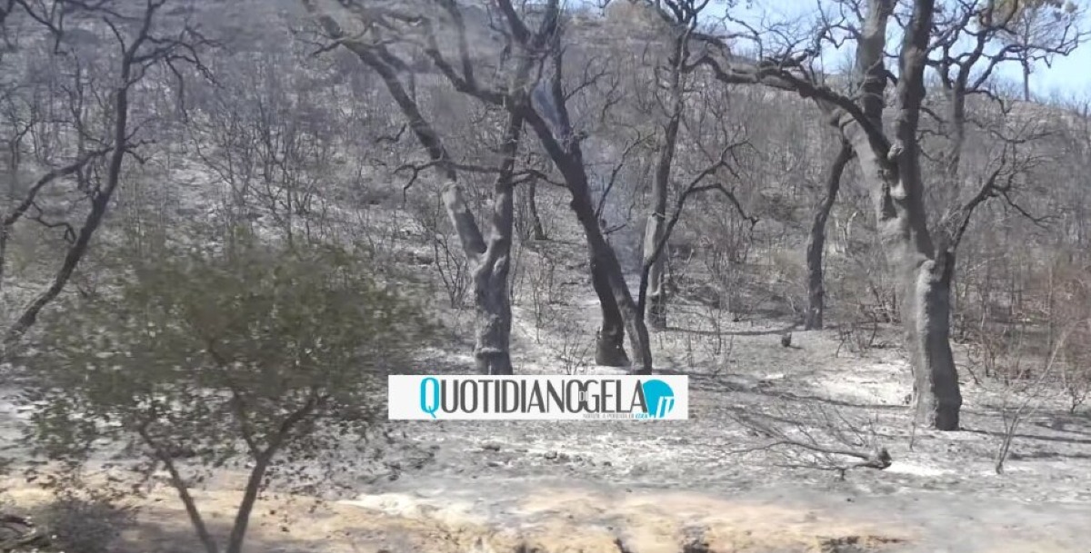 Niscemi, "Sughereta" distrutta dalle fiamme: lettera aperta al sindaco, "ecco le proposte per agire in concreto" - 