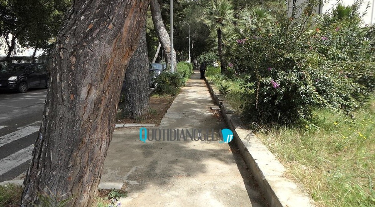 Pci: "Un programma di piantumazione di alberi senza trascurare le installazioni artistiche" - 