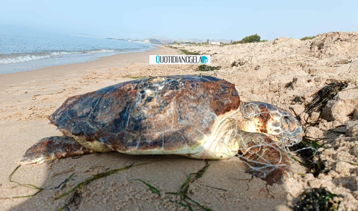 Tartaruga morta, ritrovata in un tratto di spiaggia a Piana Marina - 
