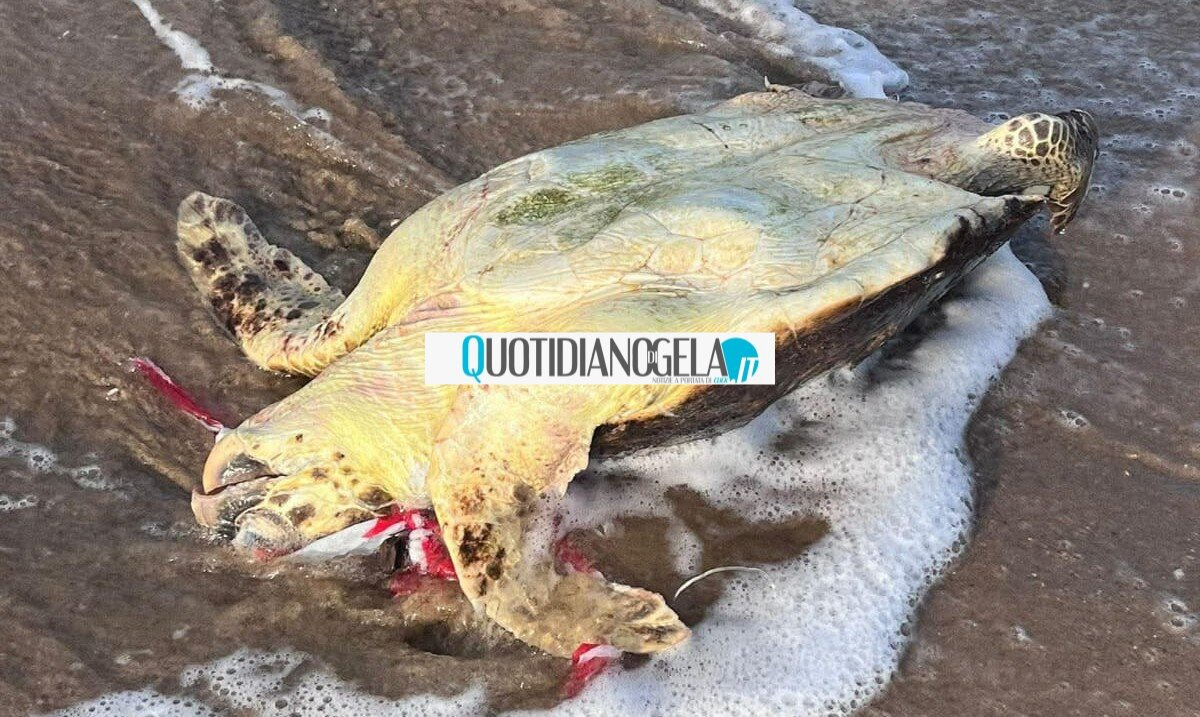 Piana Marina, un'altra tartaruga morta: si allunga la moria - 