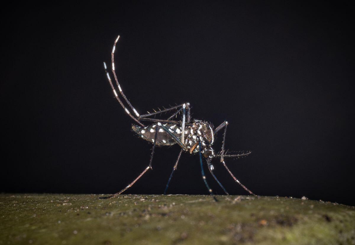 Primo caso di West Nile in Sicilia, è un anziano di Caserta ricoverato a Catania - 