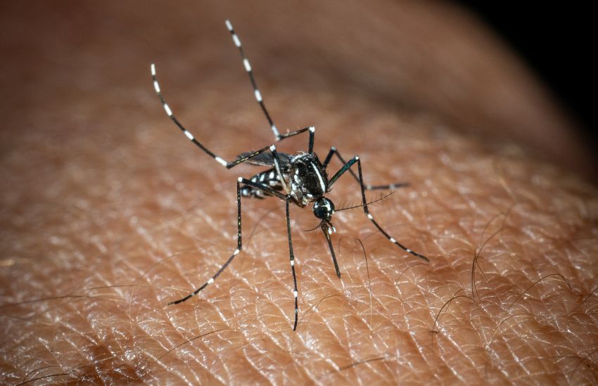 In Italia 351 casi di West Nile, 22 i decessi - 