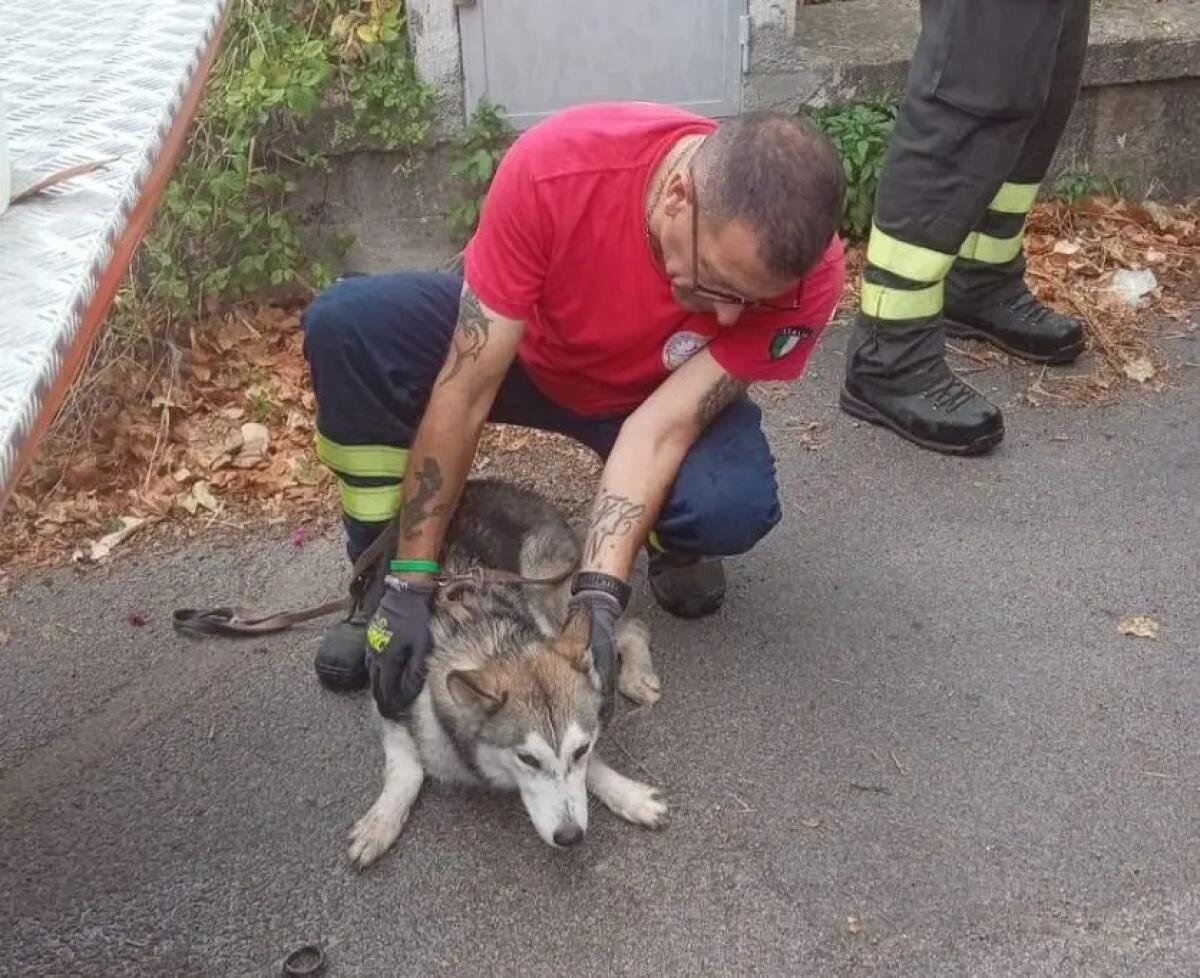 Cane lanciato dal viadotto Palermo-Sciacca, Ferrandelli “Ennesima crudeltà” - 