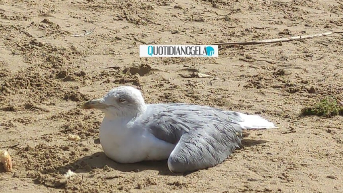 Lungomare, bagnanti intervenuti per un gabbiano ferito: sua presenza segnalata - 