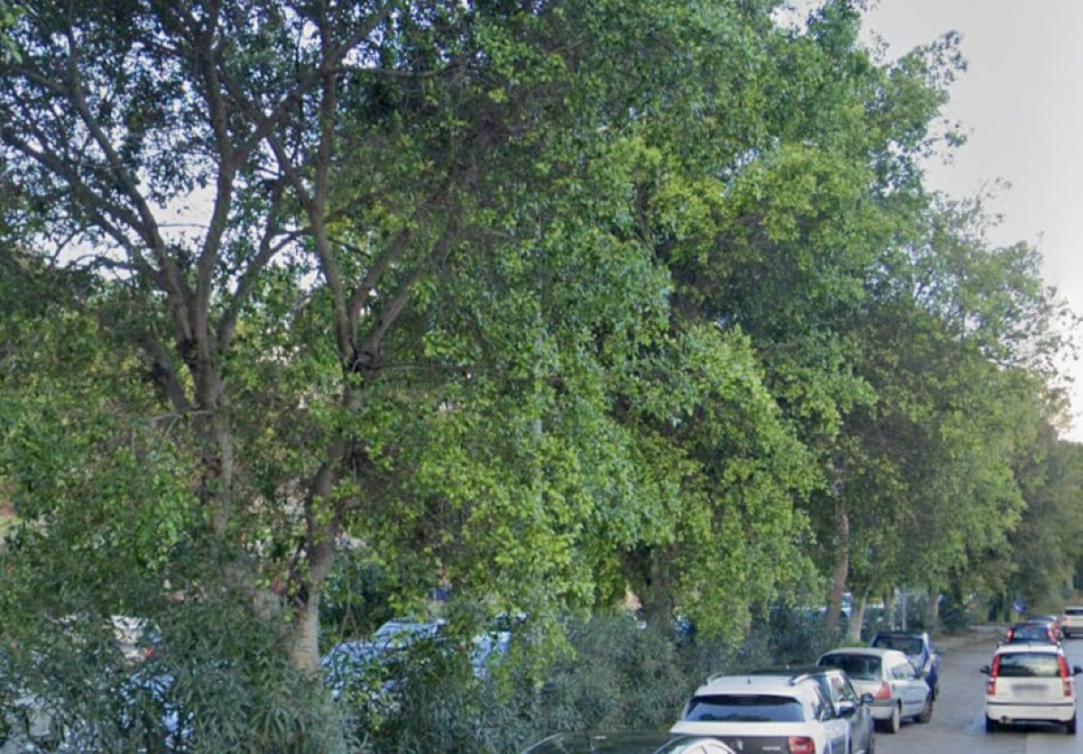 Viale Indipendenza, Cavallo: "Vegetazione sempre più folta e senza manutenzione, sicurezza a rischio" - 