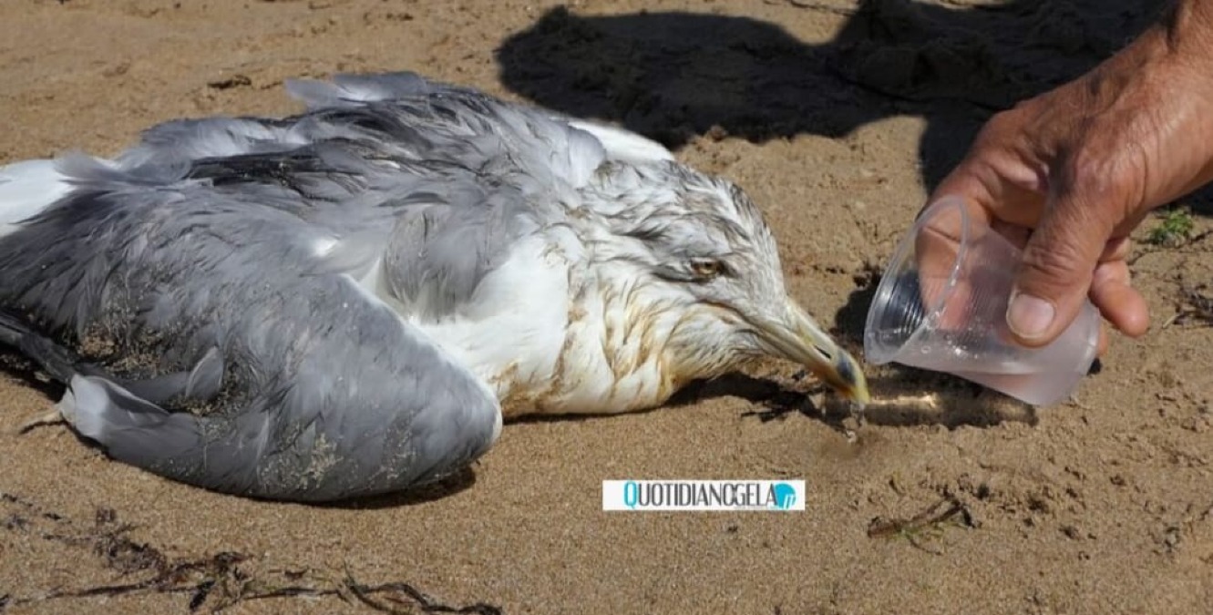 Gabbiano ferito da quattro giorni sul lungomare ma nessun ente interviene  - 