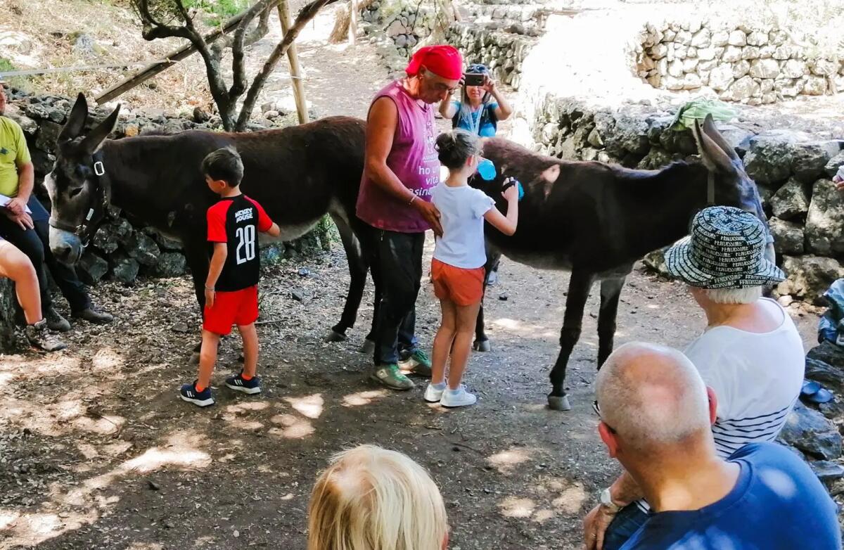 “Festival Pantelleria Asinabile”: dal 5 al 12 ottobre un ricco programma di attività dedicate all’asino pantesco - 