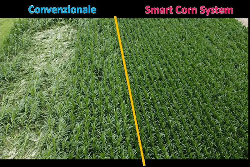 Preceon, il futuro del mais si sviluppa con Bayer in Italia - 