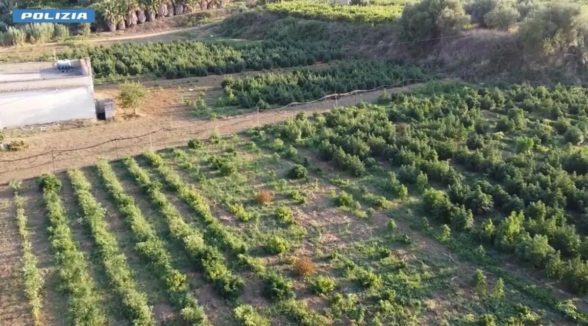 Marijuana coltivata di nascosto tra la canapa light, 4 arresti domiciliari nel Palermitano - 