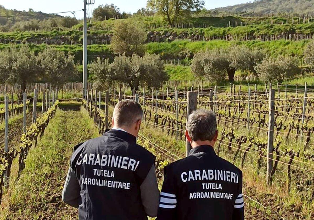 Società tedesca vendeva falso “Zibibbo di Pantelleria”, sequestrati 5 mila litri di vino - 