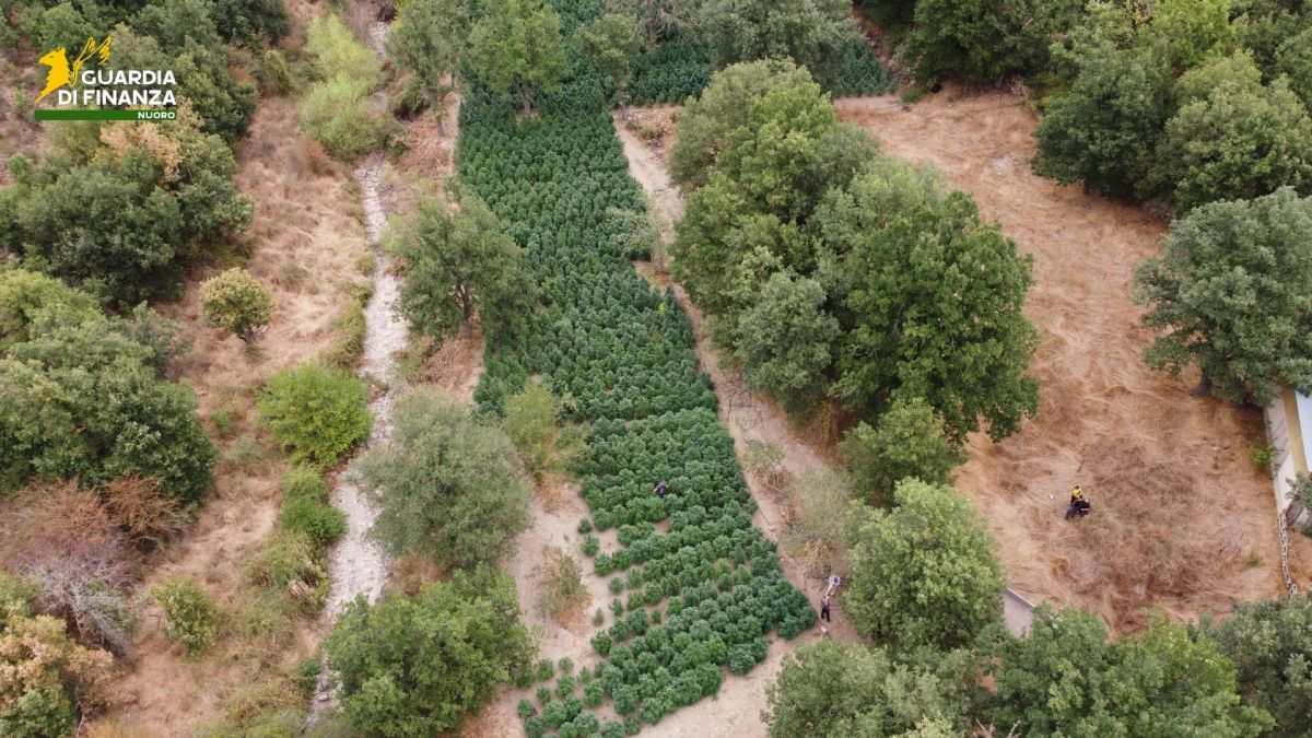 Sequestrate nel Nuorese due tonnellate e mezzo di droga - 