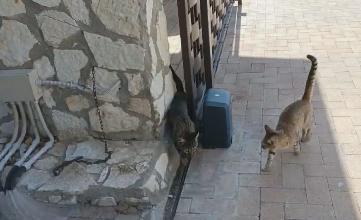 Colonia felina contesa, tra burocrazia e diritti degli animali a Manfria - 