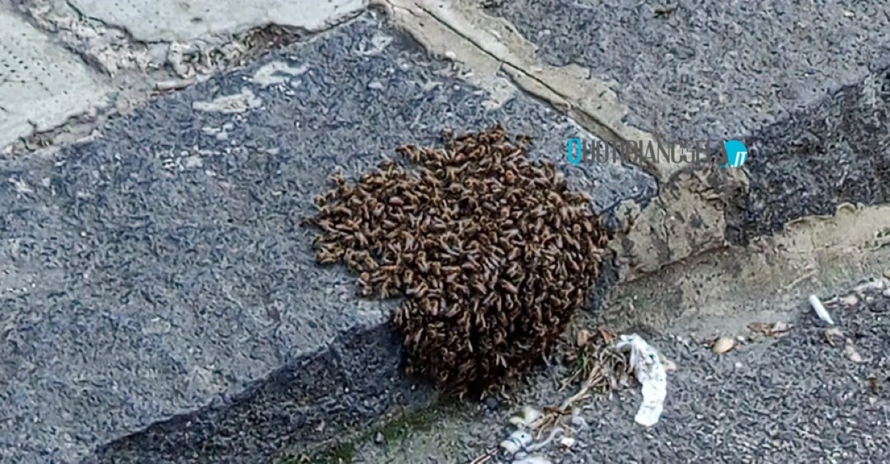 Uno sciame di api in un tratto di via Crispi - 