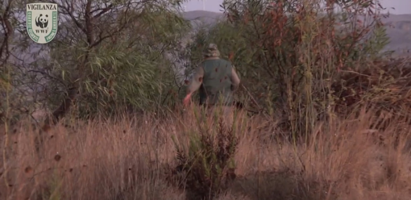 "Bracconaggio sempre più spavaldo", denuncia Wwf: "A Gela è ormai fuori controllo" - 