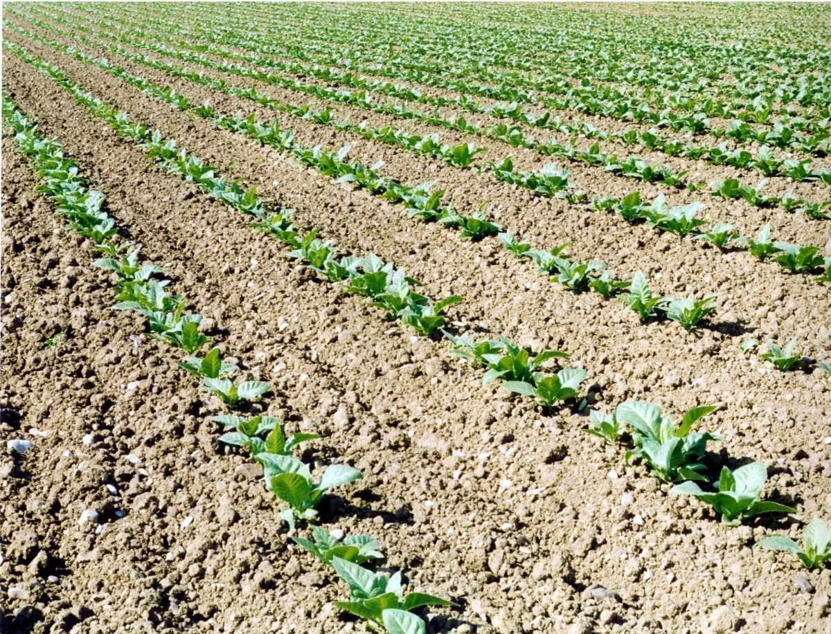 Tabacco, Fit “Anche da OMS rischio duro colpo per il settore” - 