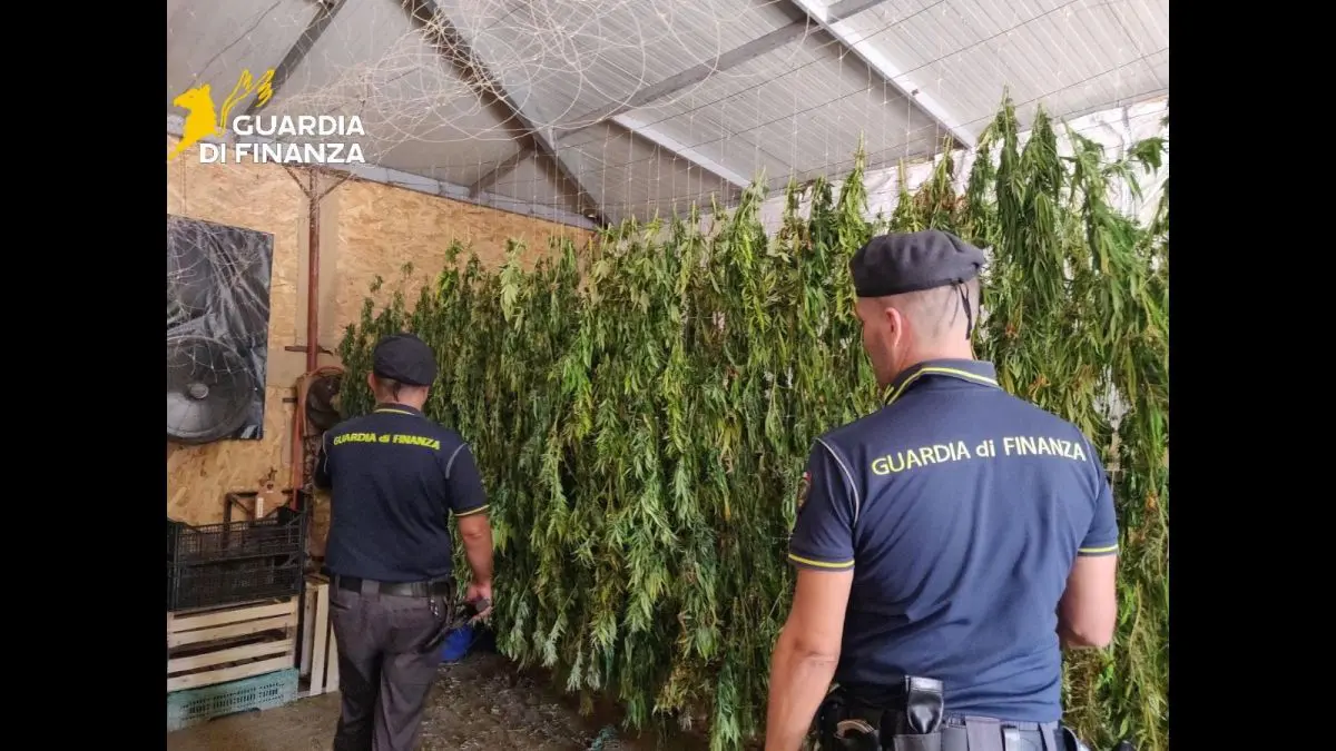 Scoperta maxi piantagione di marijuana nel Palermitano, un arrestato - 