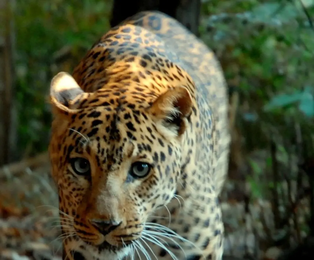 Banca del Fucino entra nella Fondazione Bioparco di Roma - 