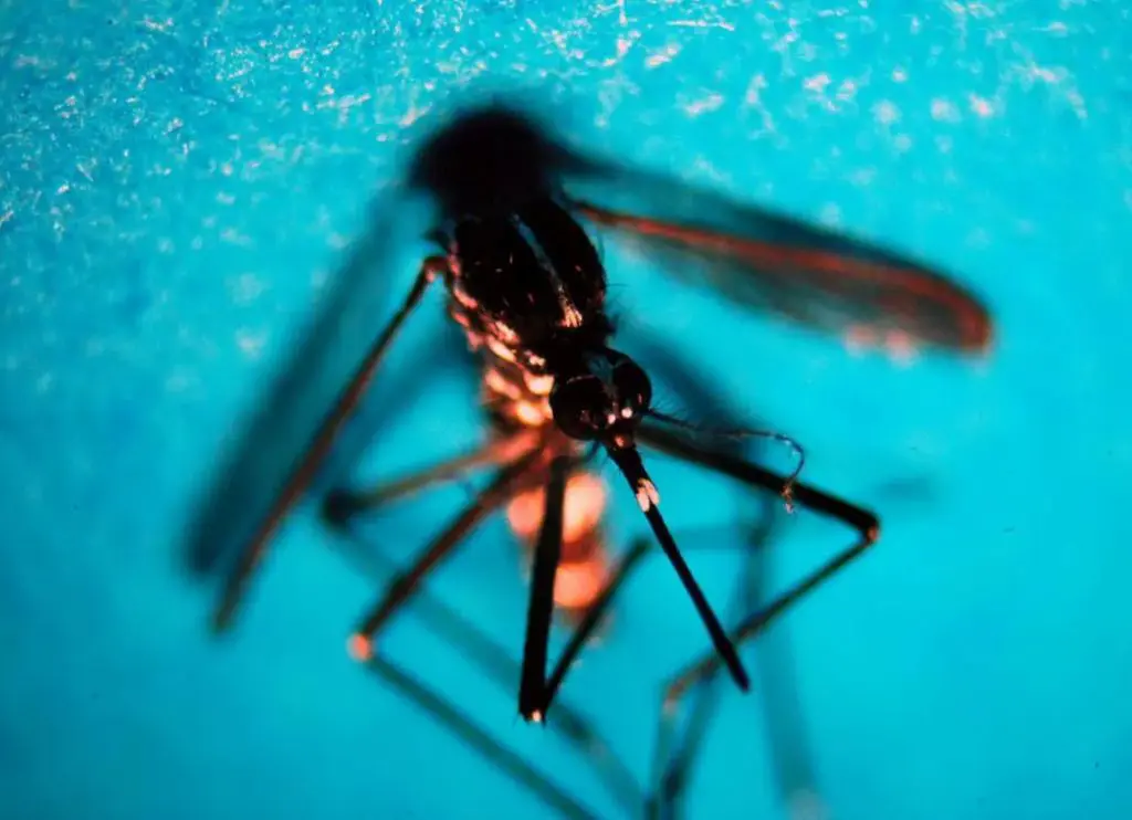 Da inizio anno 718 casi di West Nile in Italia, 49 decessi - 