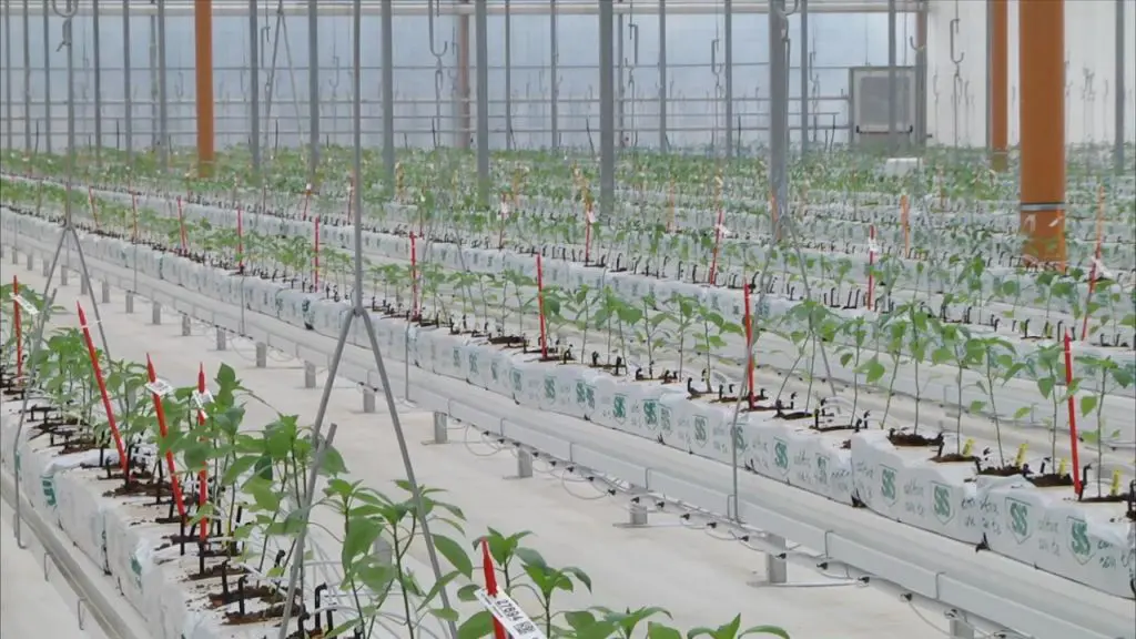 Bayer apre le porte all’innovazione, nuove serre hi-tech a Latina - 