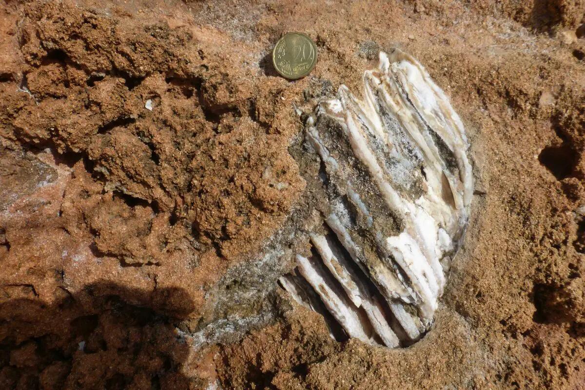 Ritrovati nel Siracusano i resti di un elefante nano vissuto nel Pleistocene - 